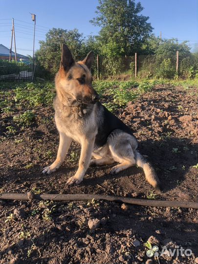 Восточно европейская овчарка