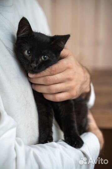 Котенок тимоти смешной