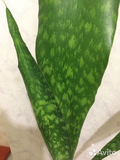 Сансевиерия Грандис