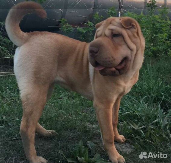Шарпей вязка