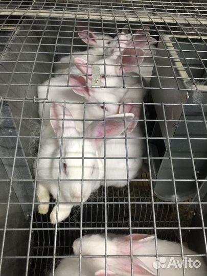 Белый паннон