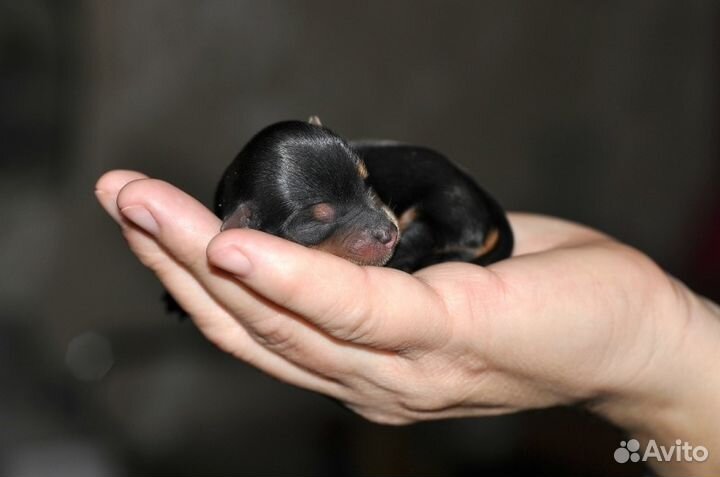 Кинолог профессионал(с многолетним стажем)