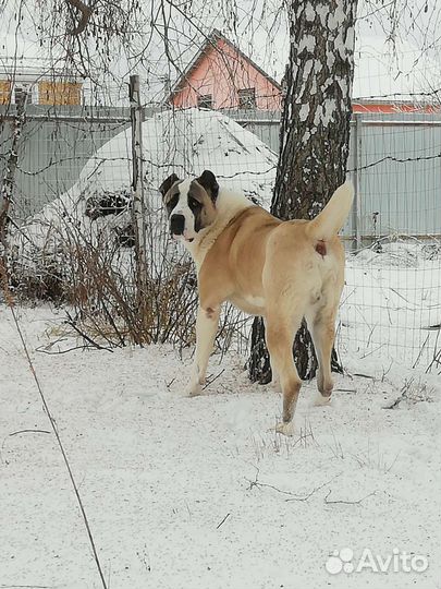 Алабай для вязки