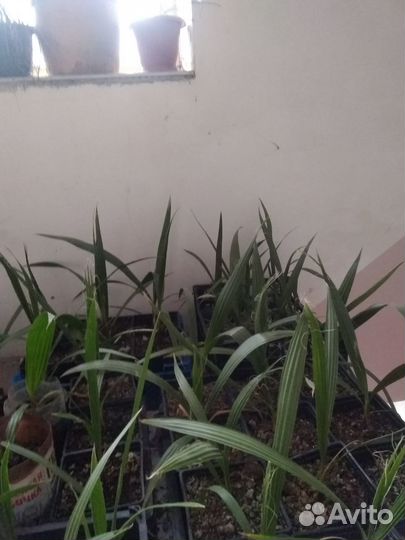 Вашингтония