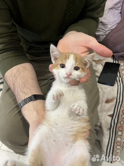 Отдам бесплатно маленького Кота