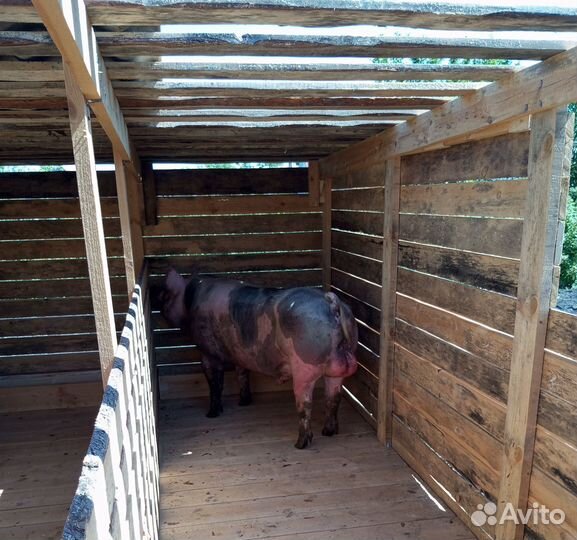 Хряк пьетрен Макстер