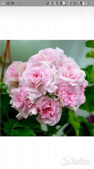 Розебудные И тюльпановидные пеларгонии