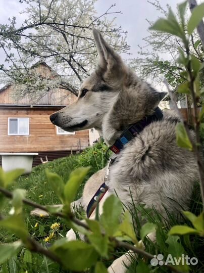 Супер собака ищет дом