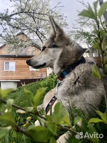 Супер собака ищет дом