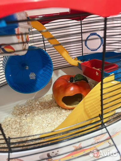 Сирийский хомяк, клетка circus