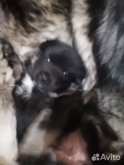 Щенки