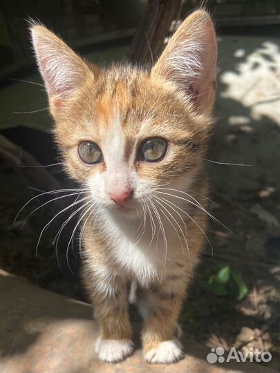Котята ищут дом