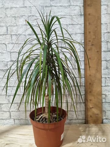 Комнатные цветы драцена купить в Санкт-Петербурге | Товары для дома и ...