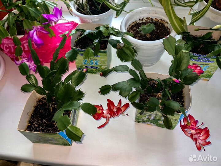 Декабристы разные цвета