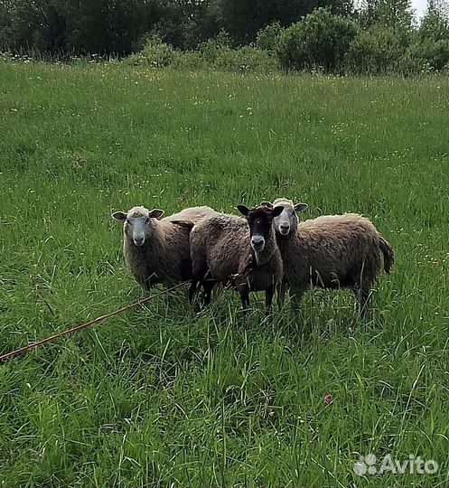 Овцы бараны