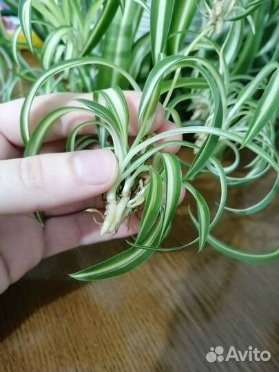 Хлорофитум кудрявый