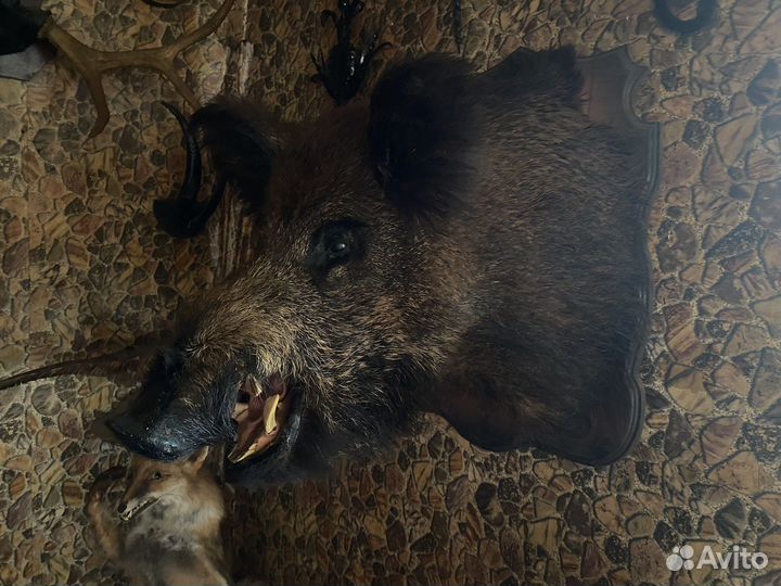 Дикий кабан