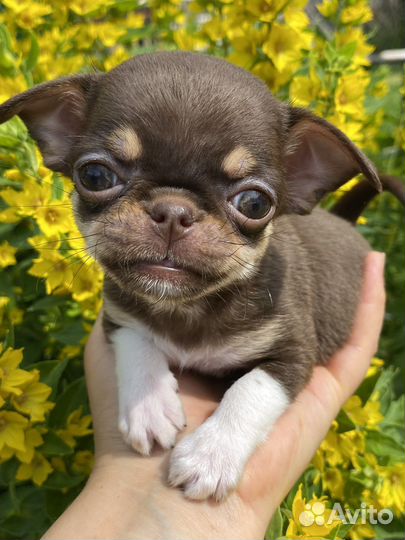 Мини крошки на ладошке