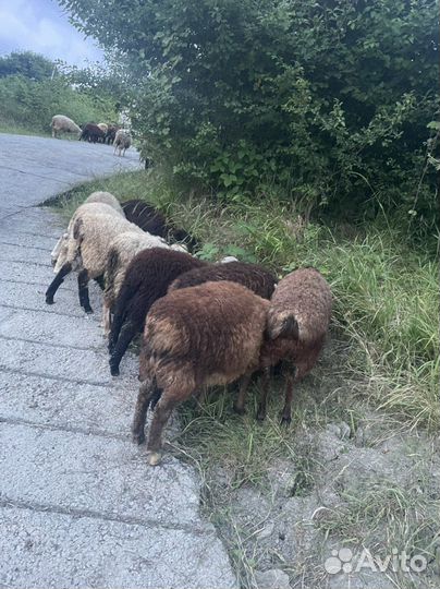 Бараны курдючные