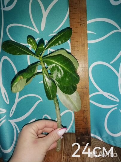 Адениум черенки