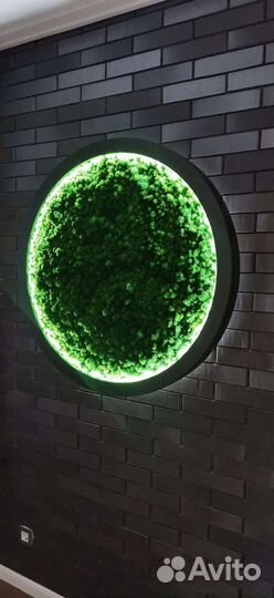 Пано из стабилизированного мха