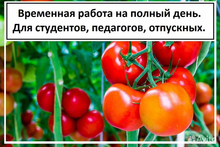 Халтура Сортировка уборка Подработка