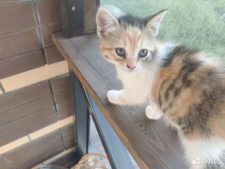 Котята в добрые руки даром