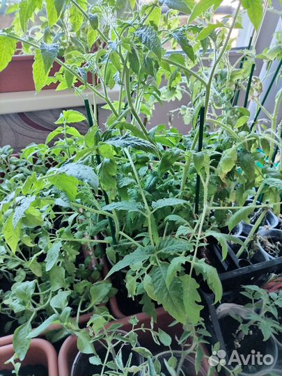 Рассада помидор, перца, петунии