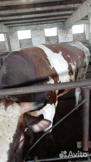 Бычки на мясо