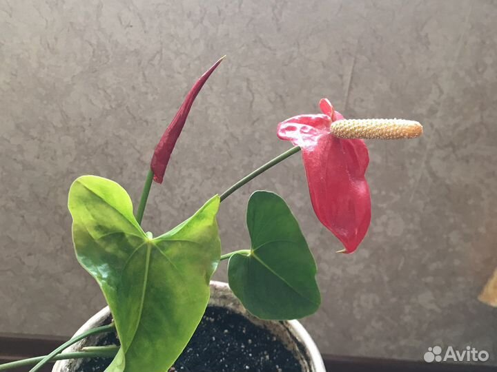Антуриум красный
