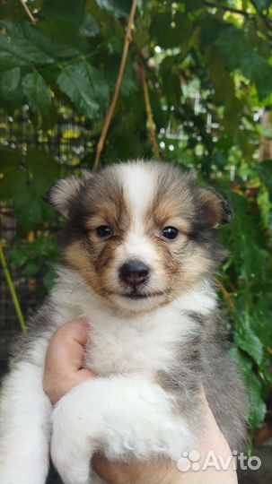 Маленькая Колибри