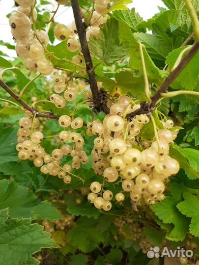 Смородина бклая, чёрная саженцы