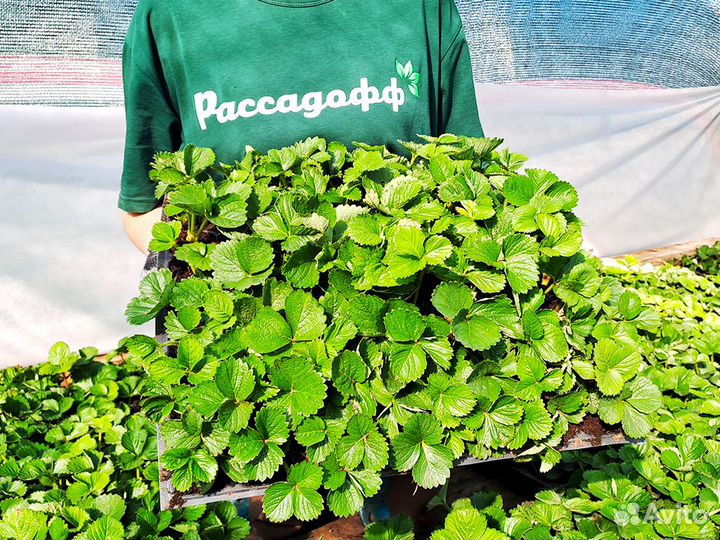 Рассада клубники. Оптом от 128 шт