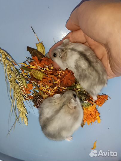 Джунгарские хомячки малыши