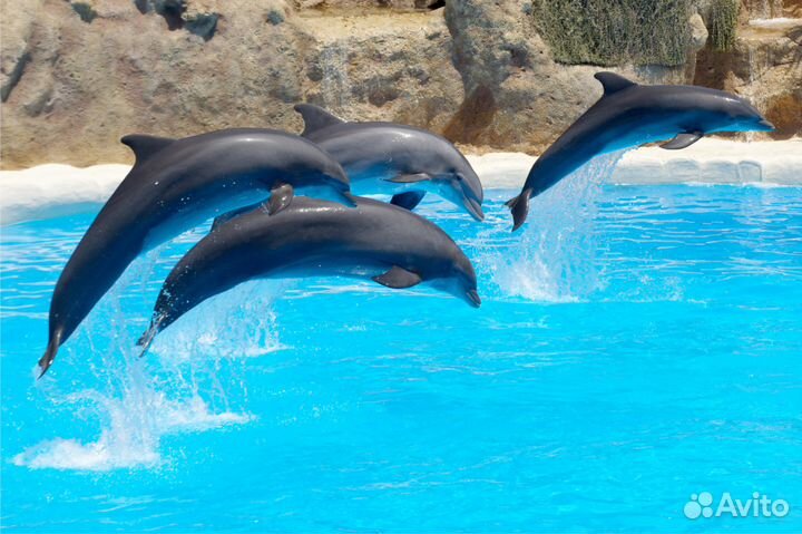 Экскурсии по Сочи и Абхазии