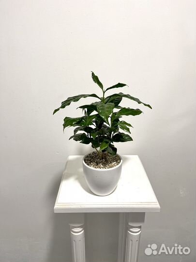 Комнатные цветы Кофейное дерево аравийское