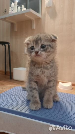 Британская вислоухая