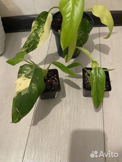 Филодендрон сиам санрайз
