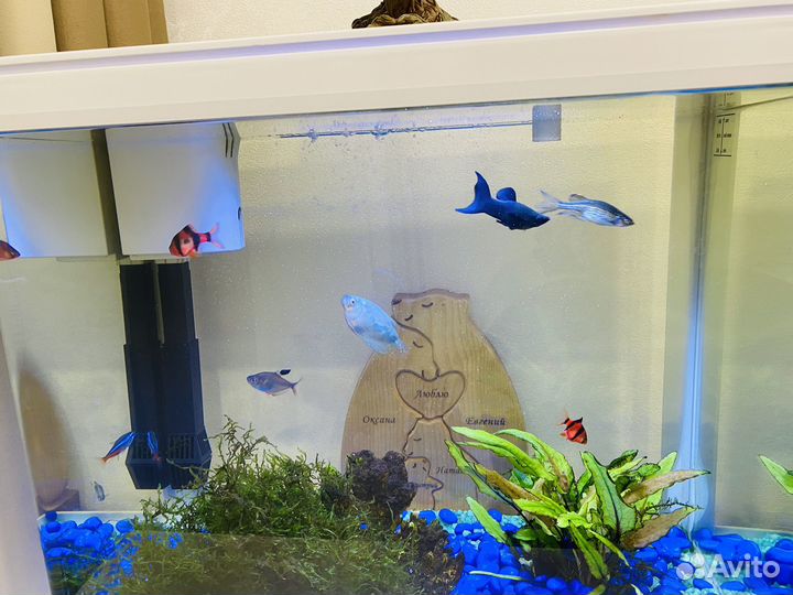 Аквариум