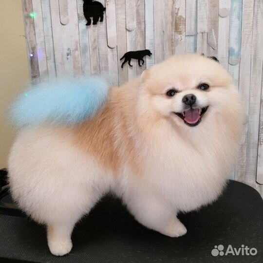 Стрижка собак и кошек,тримминг, московский р-н