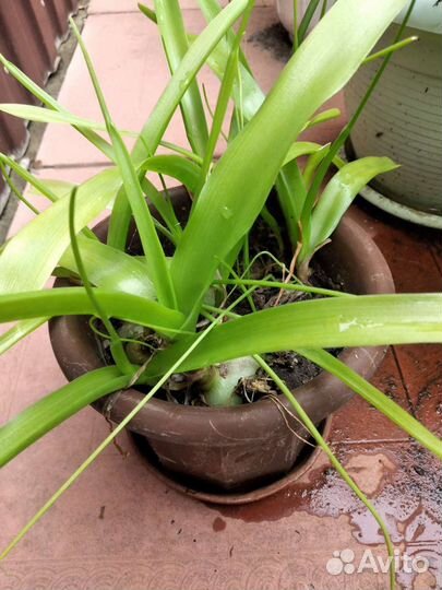 Алоэ и Индийский лук