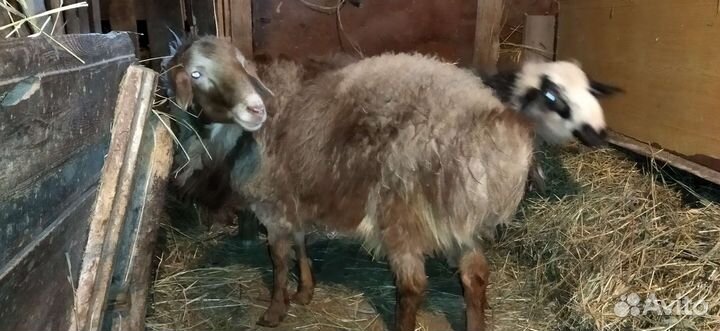 Курдючные бараны на племя