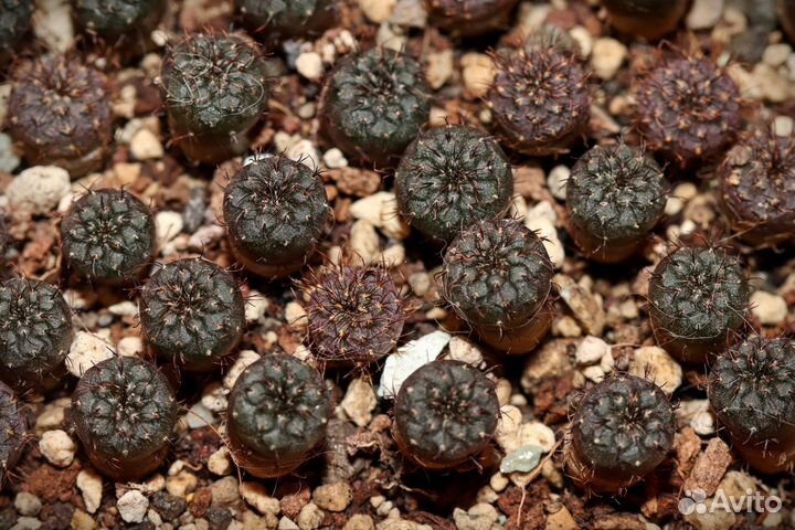 Кактусы Mammillaria, Gymnocalycium, Frailea