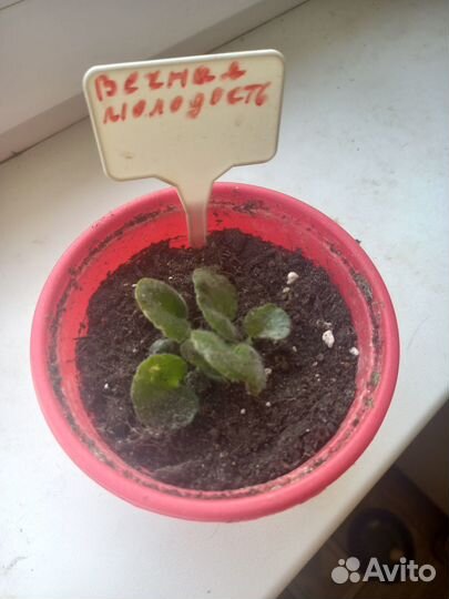 Комнатные растения цветы