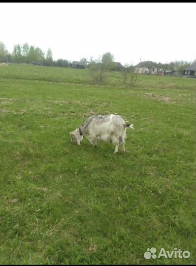 Козы и овцы