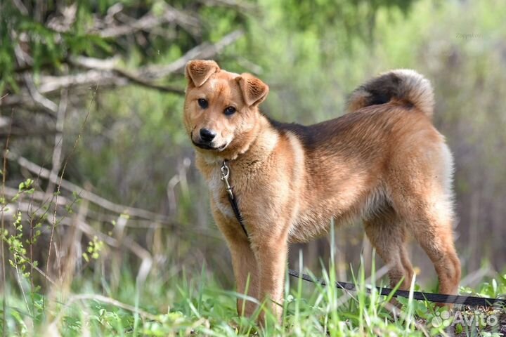 Собака в добрые руки