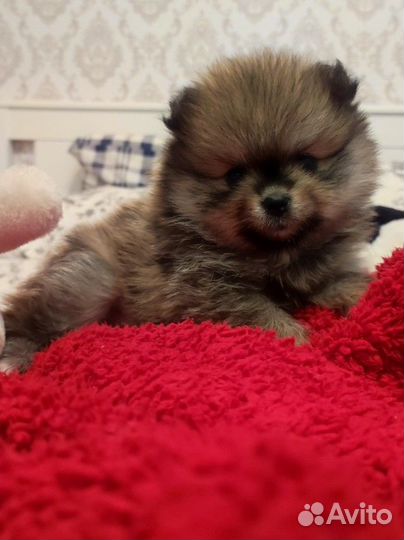 Щенки шпица