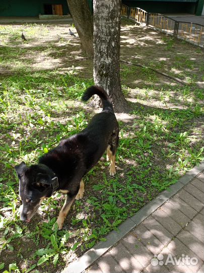 Найдена собака