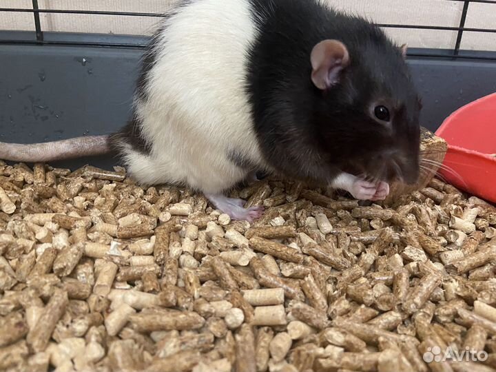 Крысы с клетками в добрые руки