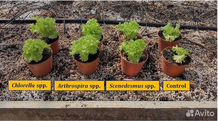 Гиперспектральные данные 400-1000нм -обработка